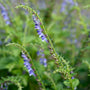 Glidkruid - Scutellaria altissima