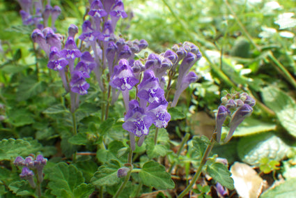 Glidkruid - Scutellaria indica var. parvifolia