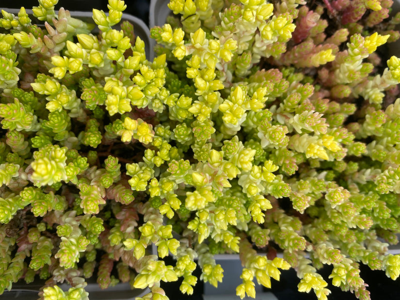 Sedum acre 'Elegans'