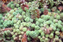 Dik vetkruid - Sedum dasyphyllum is laagblijvend