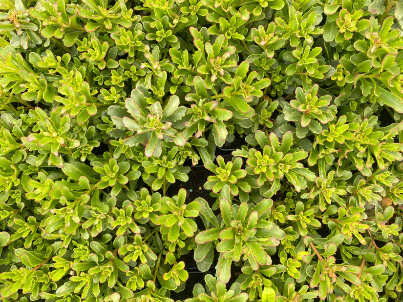 Sedum floriferum ook geschikt voor een groendak