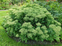 Sedum planten