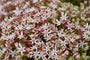 Vetkruid - Sedum hispanicum