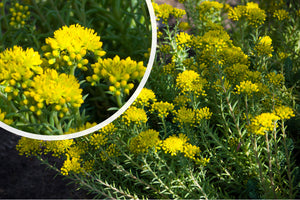 Tripmadam - Sedum reflexum