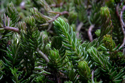 Tripmadam - Sedum reflexum f. cristatum