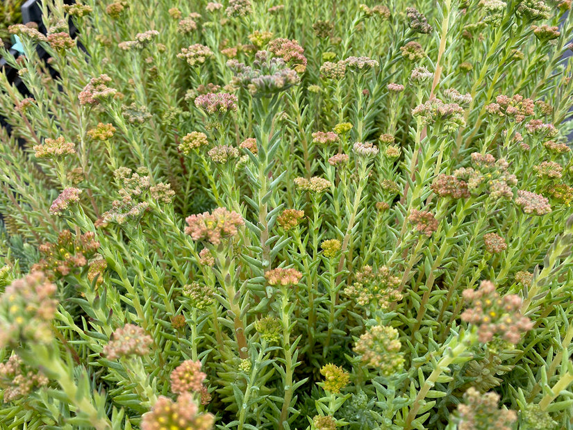 Tripmadam - Sedum reflexum in de knop