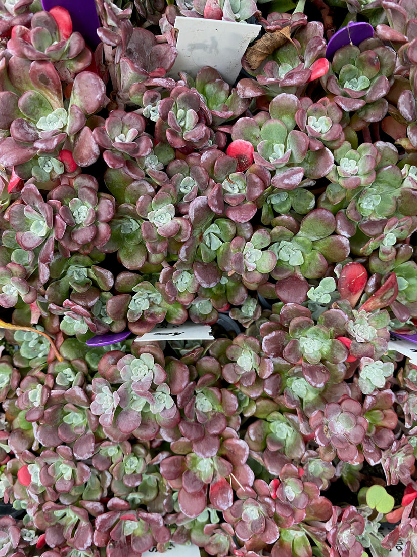 Vetkruid - Sedum spathulifolium 'Purpureum'