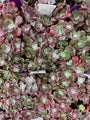 Vetkruid - Sedum spathulifolium 'Purpureum'