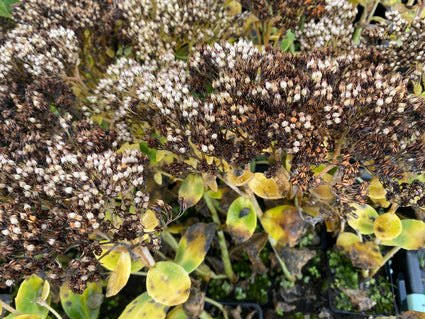 Sedum spectabile 'Stardust' in de herfst