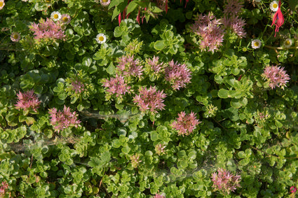 Roze vetkruid - Sedum spurium 'John Creech'