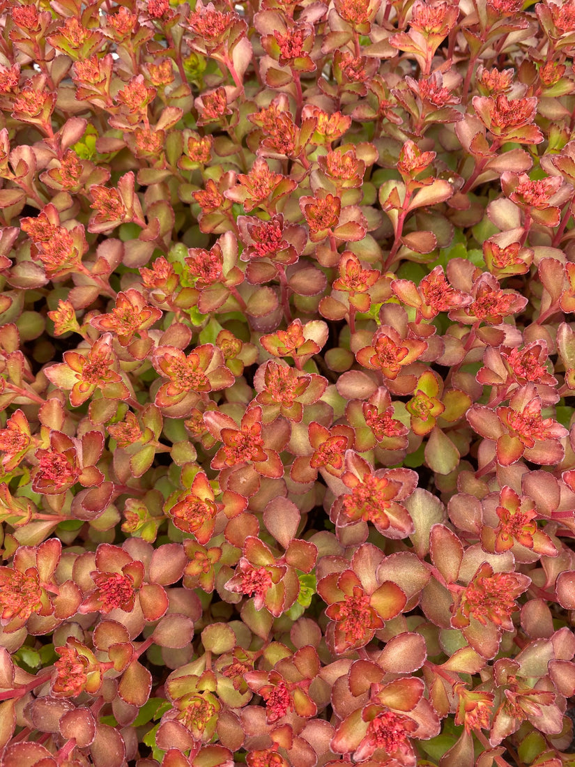 Sedum spurium 'Fuldaglut'