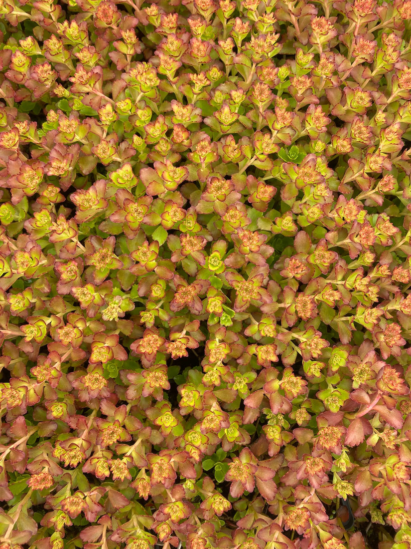 Sedum spurium 'Schorbuser Blut'