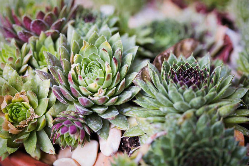 Huislook - Sempervivum 'Edward Balls'