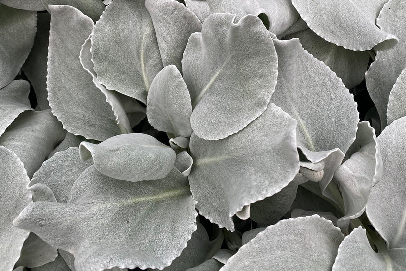 Blad Kruiskruid - Senecio candicans 'Angel Wings'