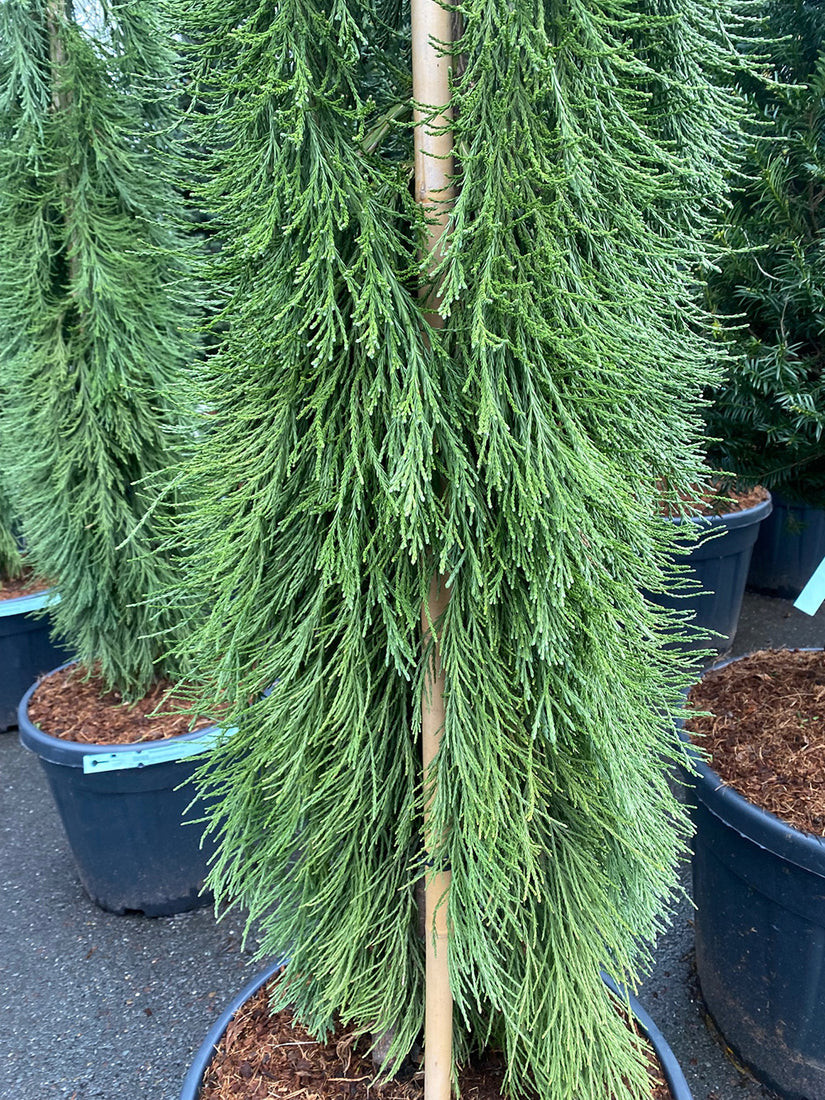 Sequoiadendron giganteum 'Pendulum'