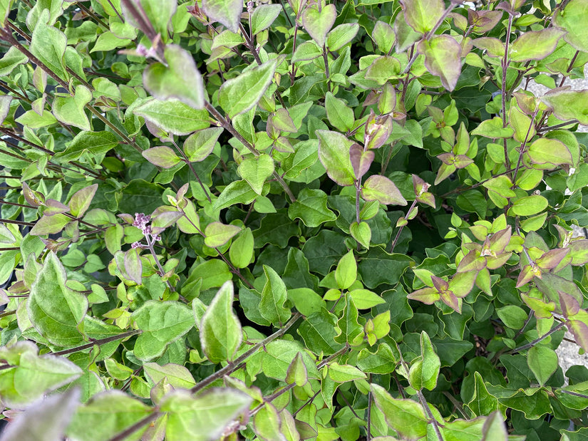 Sering - Syringa bloomerang 'Dark Purple'