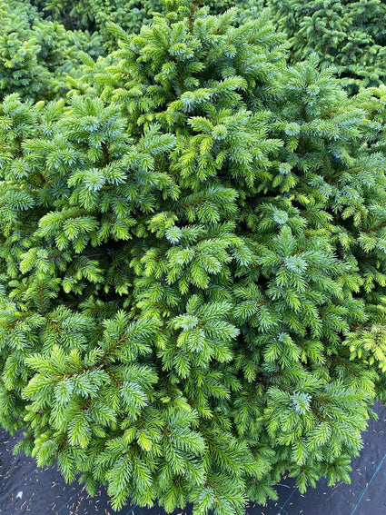 Servische spar - Picea omorika 'Nana'