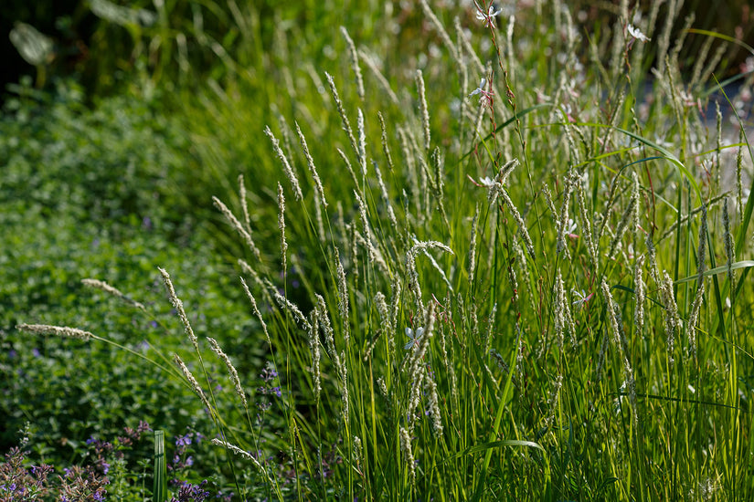 Herfstheidegras - Sesleria autumnalis - Siergras