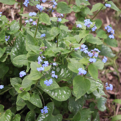 'Hadspen Cream' Brunnera kopen online