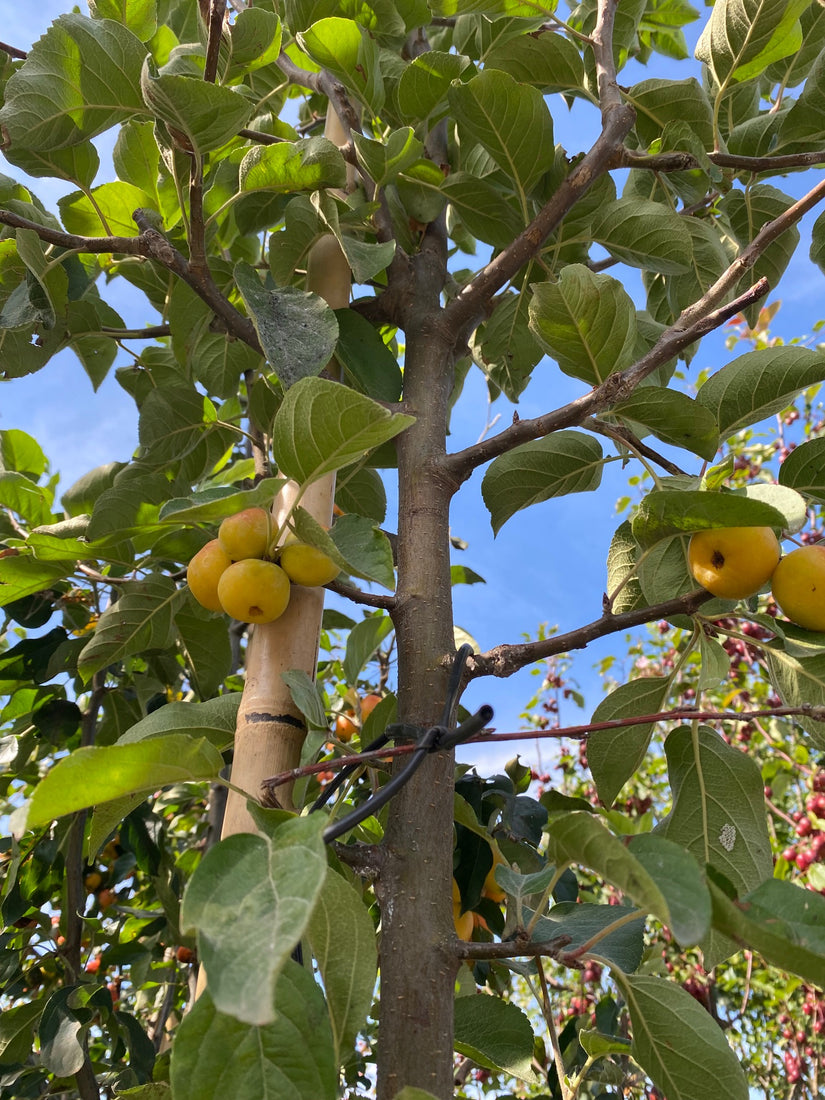 Sierappel - Malus 'Butterball'