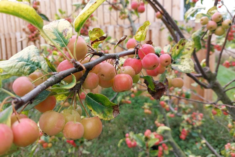 Sierappel - Malus Evereste