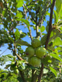 Malus 'Golden Hornet'