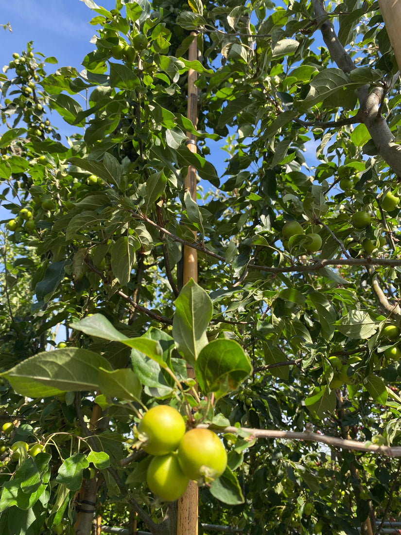 Sierappel - Malus 'John Downie'