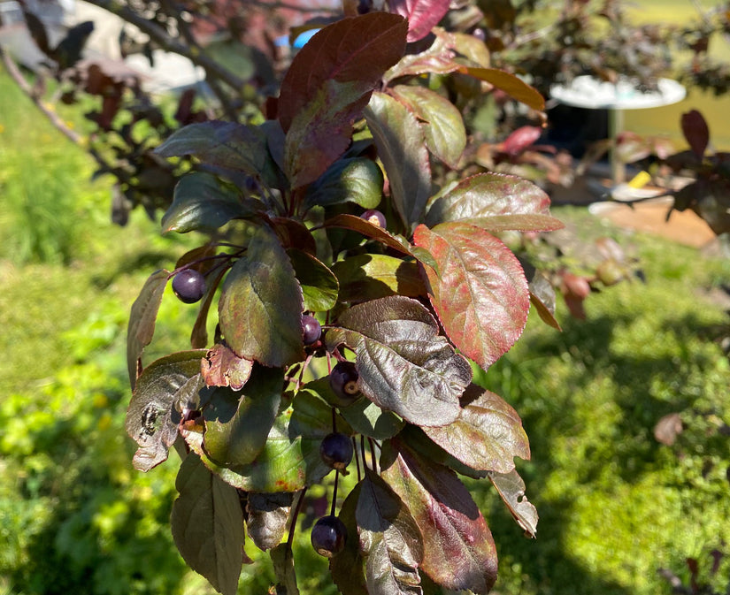 Roodbladig Sierappel - Malus 'Mokum'