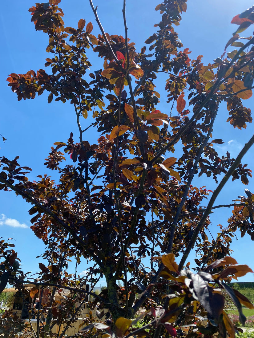 Sierappel - Malus 'Mokum' is een compacte boom