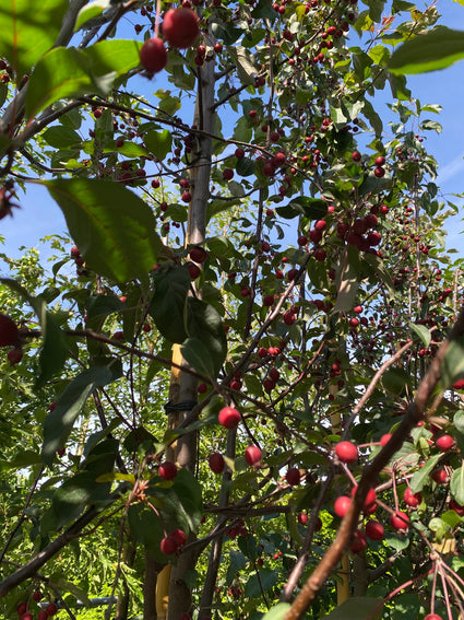 Sierappel - Malus 'Mokum' kleine roodpaarse sierappels