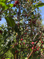 Sierappel - Malus 'Mokum' kleine rode sierappels