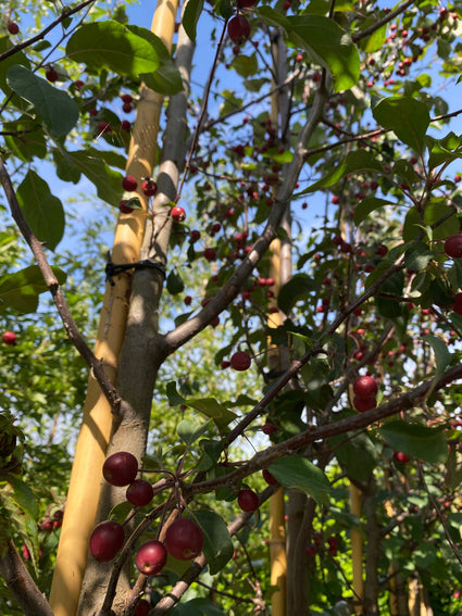 Sierappel - Malus 'Mokum'