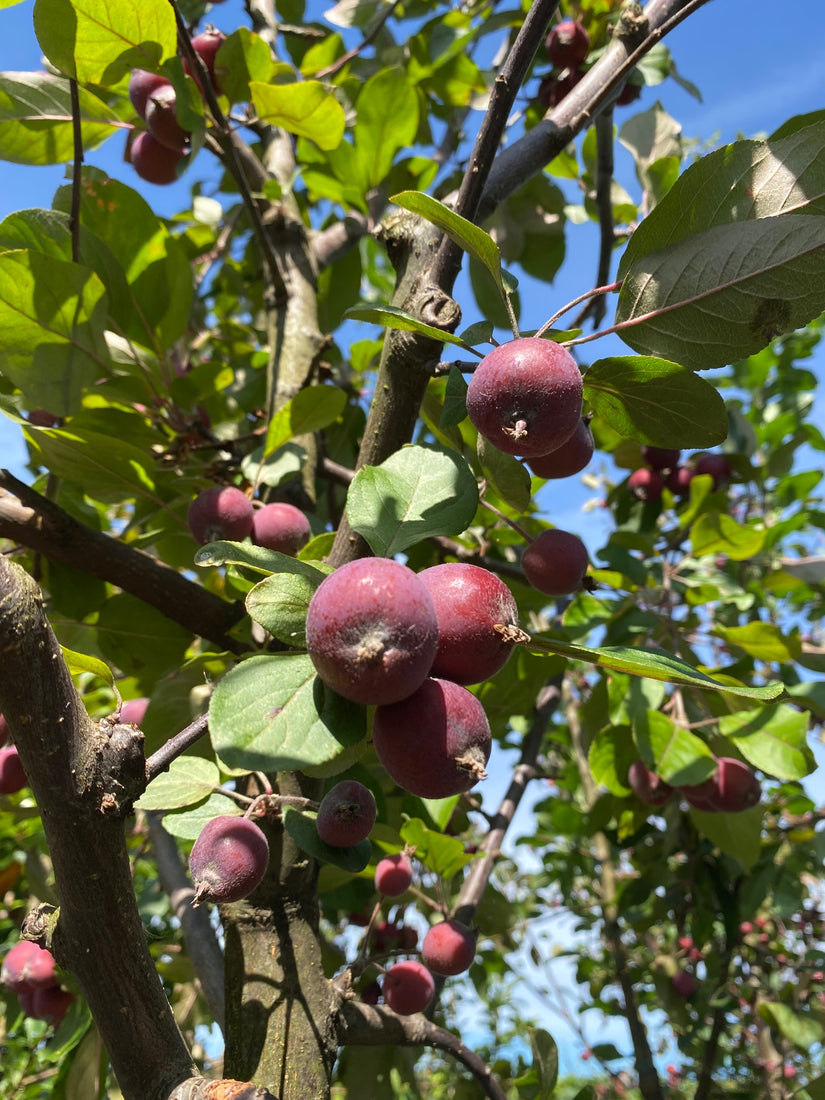 Sierappel - Malus 'Plantipp'