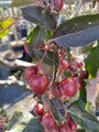 Sierappel - Malus 'Red Obelisk'