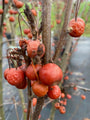 Sierappel - Malus 'Sugar Time' (foto januari)