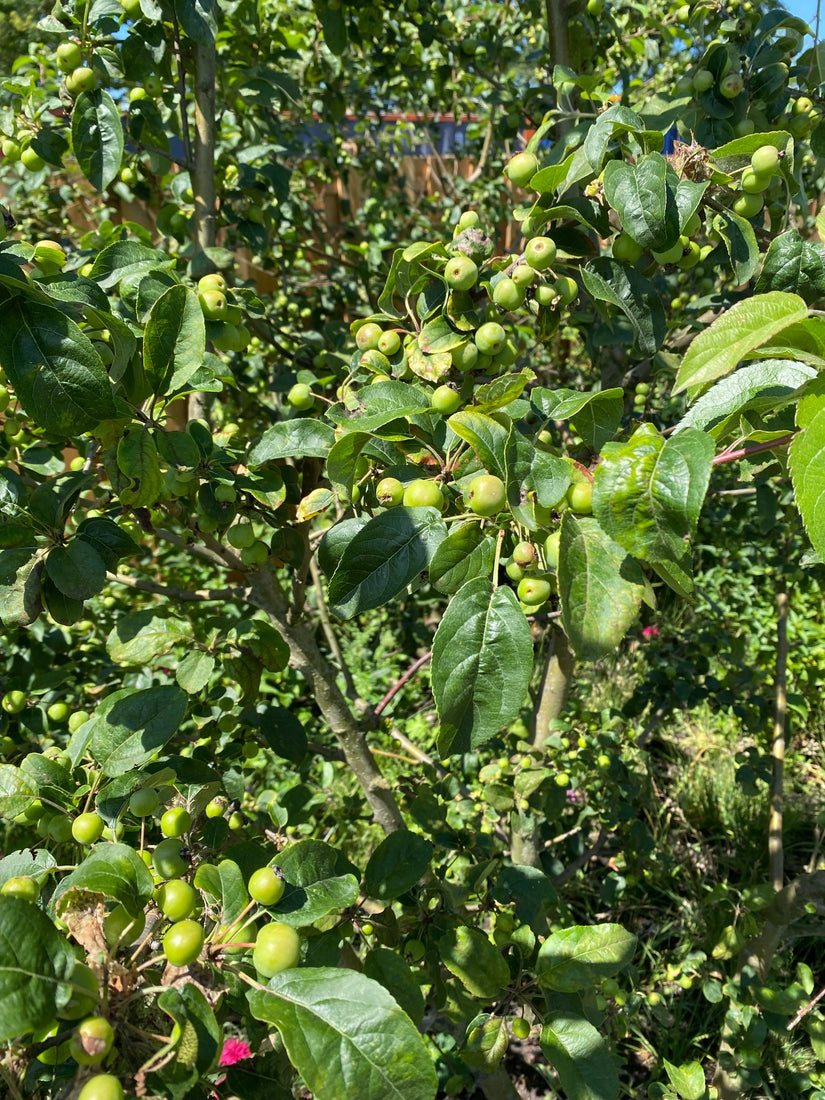 Appeltjes van de Sierappel - Malus 'Veitch’s Scarlet'