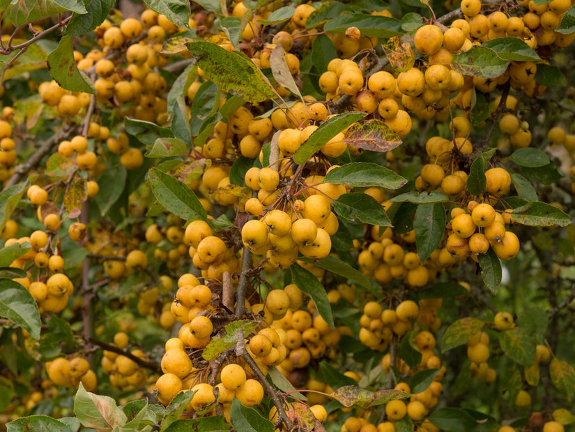 Sierappel - Malus 'Golden Hornet'