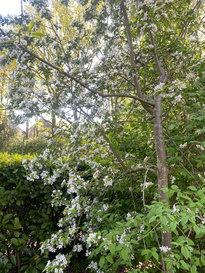 Sierappel - Malus 'Red Sentinel' wilde appelboom inheems