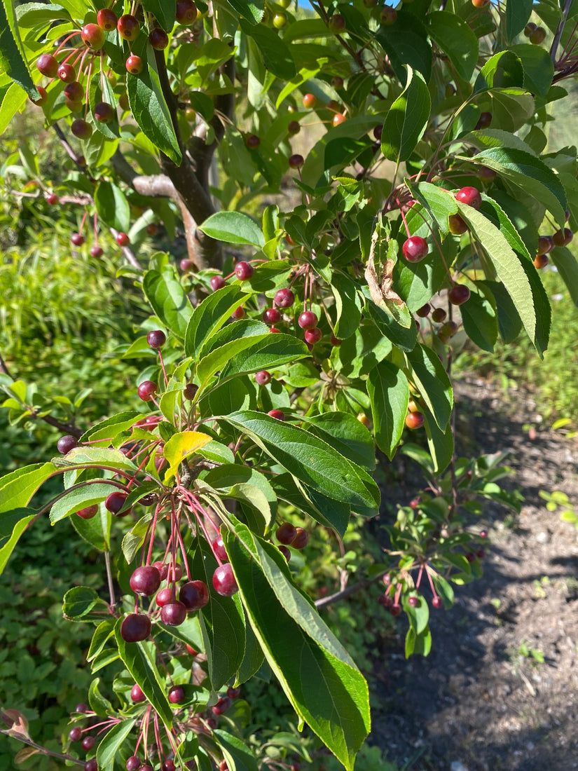 Sierappel - Malus mandshurica