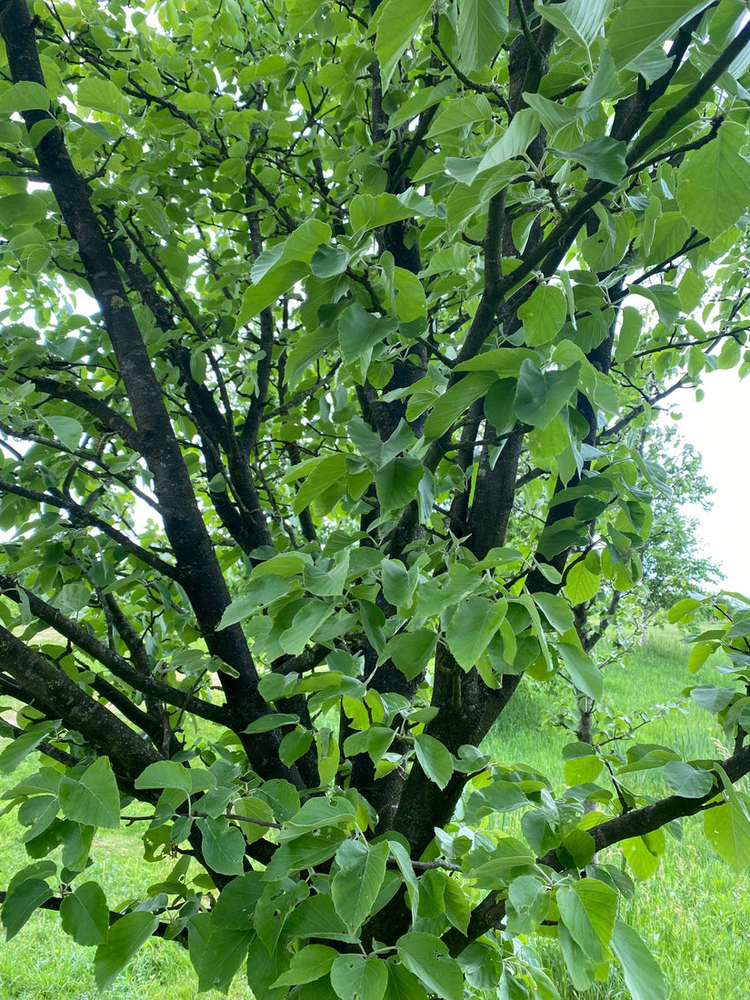 Blad Sierappel - Malus tschonoskii