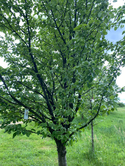 Sierappel - Malus tschonoskii