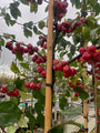 Sierappel boompje - Malus 'Red Sentinel' (November)