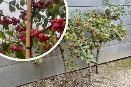 Malus Sierappeltjes op stam