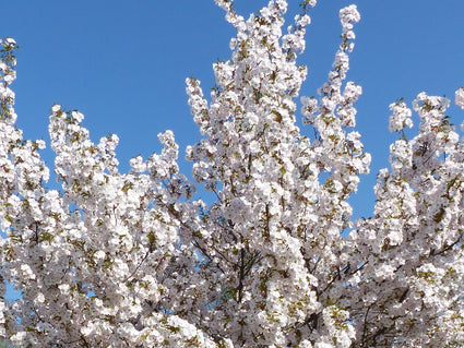 Prunus serrulata 'Sunset Boulevard' bloesem