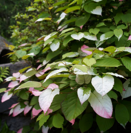 Sierkiwi - Actinidia kolomikta