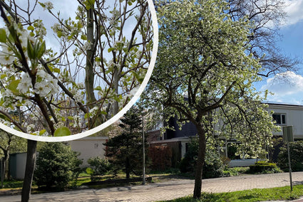 Sierpeer - Pyrus Calleryana Chanticleer in bloei