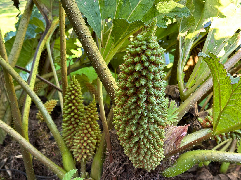 Bloei Sierrabarber - Gunnera manicata