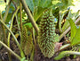 Bloei Sierrabarber - Gunnera manicata