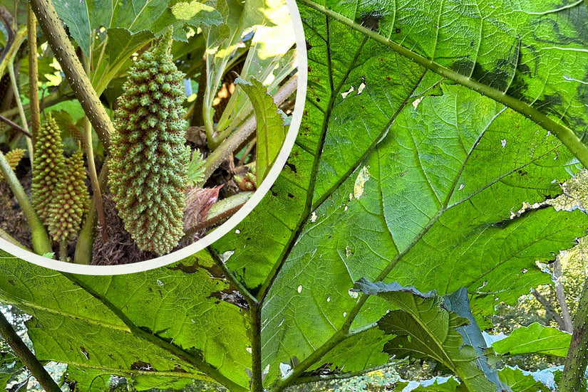 Sierrabarber - Gunnera manicata