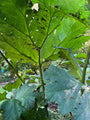 Blad Sierrabarber - Gunnera manicata